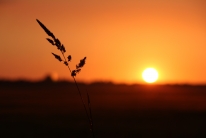 Cropland sunset (Gieterveen, the Netherlands)